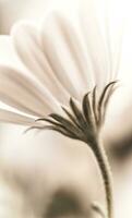 Grunge daisy flower photo