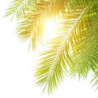 Green palm leaves border photo