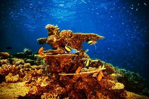 Majestic marine life photo