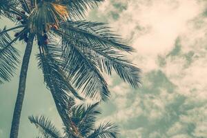 Palm tree in vintage style photo