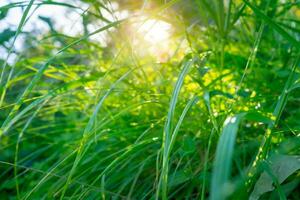 Perfect spring sunny day photo