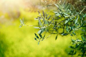 Fresh green olive tree branches photo