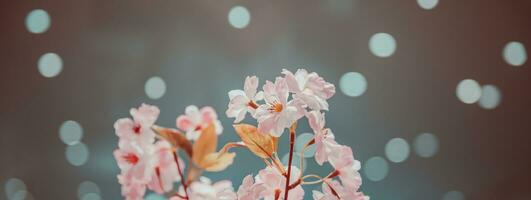 Beautiful gentle cherry tree blossom photo