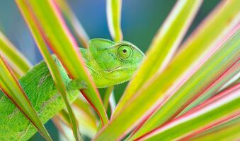hermosa pequeño camaleón foto
