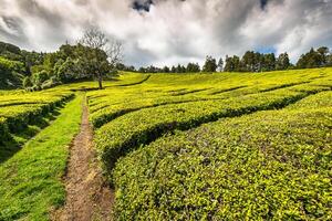 Portugal Azores Islands Sao Miguel tea plantation photo