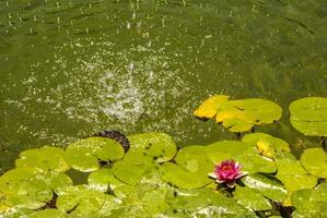 The pattern of large lotus leafs floating on pond photo