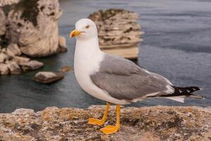 Seagull on a cliff near Bonifacio. Bonifacio, old town at sea cliff, Corsica, France photo