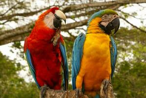 Blue and yellow macaw parrot sitting on hand photo