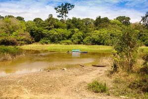 Amazon jungle tree photo