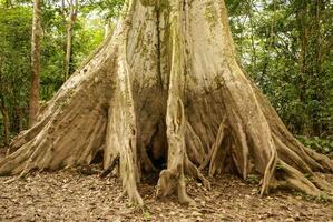 árbol de la selva amazónica foto