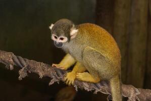 A small monkey sitting on a rope at the zoo photo