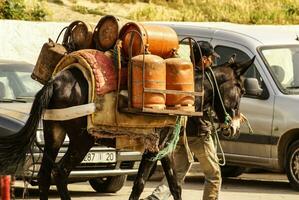 mule at the streets of Fez Medina, Morocco photo