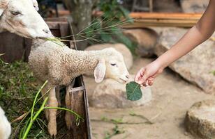 linda pequeño Cordero comiendo hierba a caricias zoo. foto