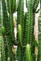 Tall Cactus. Group of big cacti plant. photo