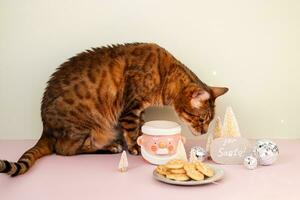 gato robando de santa galletas y leche. foto