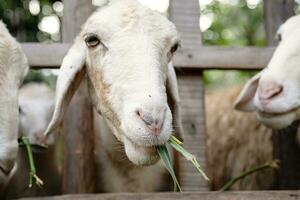 Cute funny lamb eating carrots at the petting zoo. photo