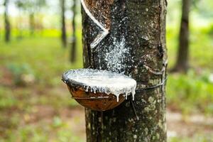 Tapping latex from rubber tree to the bowl. photo