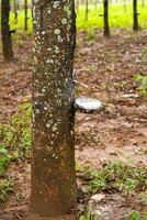 Natural latex extracted from rubber tree in plantation forest. photo