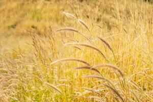 Wild dry grass in the meadow. photo