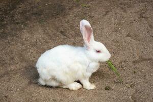 retrato de blanco Conejo a caricias zoo. foto