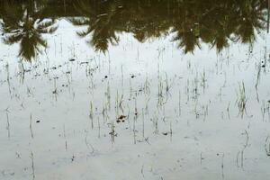 Planted rice field with reflection of palm trees. photo