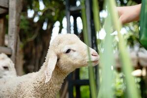 Cute little lamb eating at petting zoo. photo