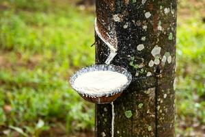 Tapping latex from rubber tree to the bowl. photo