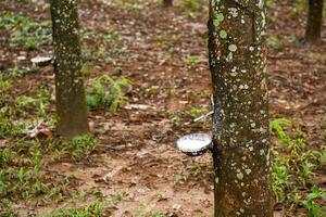 Natural latex extracted from rubber tree in plantation forest. photo