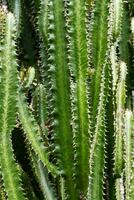 alto cactus. grupo de grande cactus planta. foto