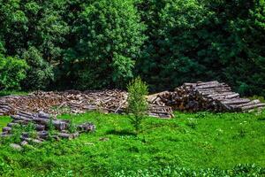 Deforested cut tree wood in forest photo