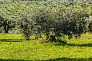 panorama de el provincia de granada, con aceituna arboles Andalucía, España foto