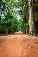 Dirt road through dense rainforest in Cambodia photo