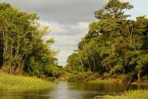 A river and beautiful trees in a rainforest Peru photo