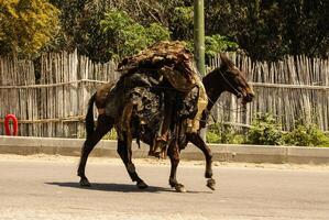 mule at the streets of Fez Medina, Morocco photo