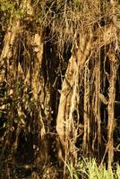 un río y hermosa arboles en un selva Perú foto