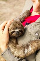 Three-toed sloth in the Iquitos, Peru photo