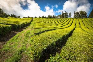 Tea plantation in Porto Formoso. Amazing landscape of outstanding natural beauty. Azores, Portugal Europe. photo