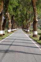 Road of green trees during spring time in the Portugal photo