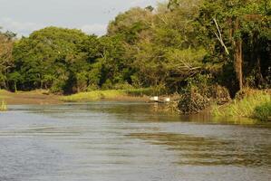 un río y hermosa arboles en un selva Perú foto