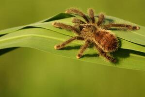 juvenil borgoña esqueleto tarántula efebopo rufescens en verde hoja foto