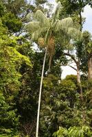 Amazon jungle tree photo