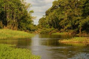 A river and beautiful trees in a rainforest Peru photo