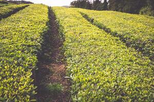 Portugal Azores Islands Sao Miguel tea plantation photo