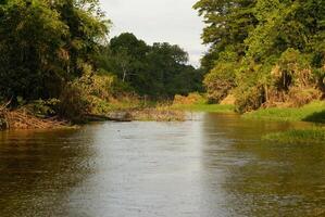 A river and beautiful trees in a rainforest Peru photo