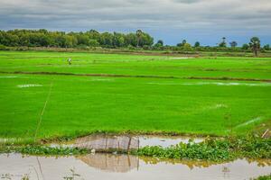 camboyano arroz campos foto