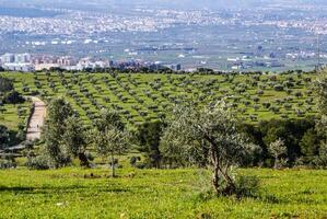 Panorama of the province of Granada, with olive trees. Andalusia, Spain photo