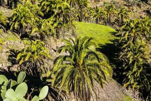 Gran Canaria Canary Palm tree mountains  canariensis photo