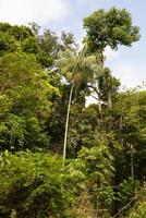 árbol de la selva amazónica foto