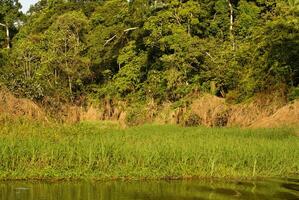 A river and beautiful trees in a rainforest Peru photo