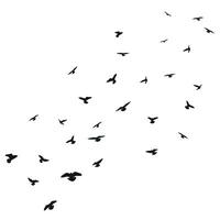 Sketch silhouette of a flock of flying black birds, takeoff, flying, flight, flutter, fly, hover, soar, landing, isolated vector